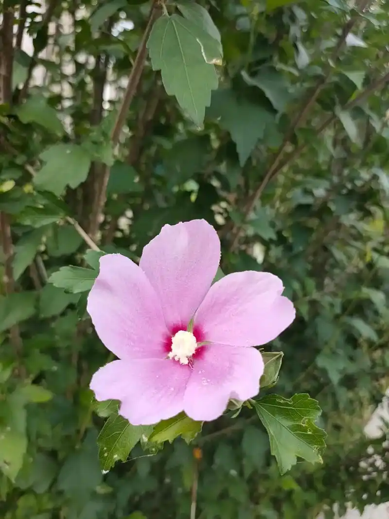 木槿花:是韩国国花.木槿花花语是温柔的坚持,木槿花朝 - 抖音