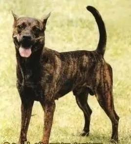 台湾犬有着前述的完美特性,又拥有如野生动物般灵敏的嗅觉ˋ视觉ˋ