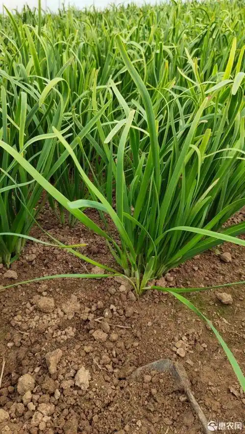 大叶韭菜 二茬