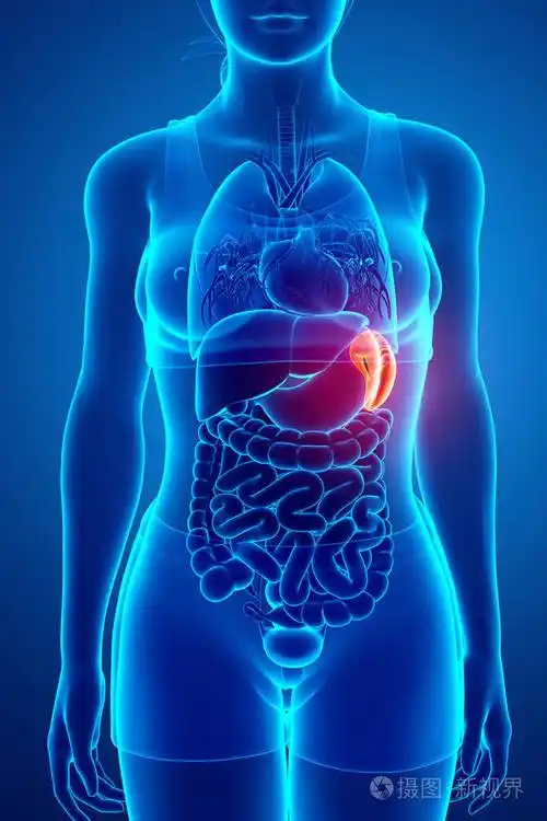 人脾解剖的3d渲染