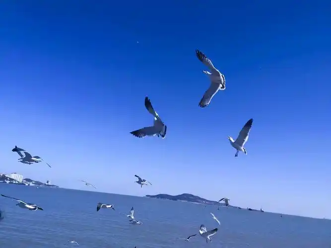 蓝天大海海鸥这里就是我的家乡一座三面环海的小城