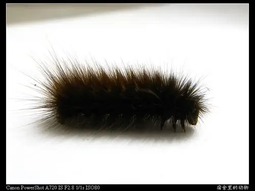 请问这种毛毛虫吃什么?