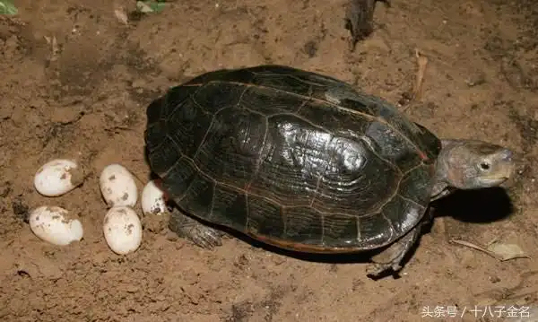 科普我们所见到的爬行动物都是卵生的吗