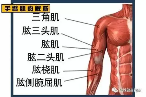 想要漂亮的肱二头肌宽握窄握的区别你必须了解