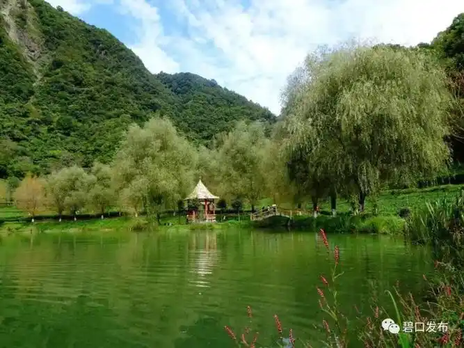 文县碧口茶园风光旖旎的天然氧吧附高清组图