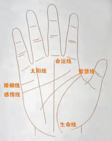 若是一个人的手掌饱满且肉嫩,并且张开手掌心能自然形成凹坑.