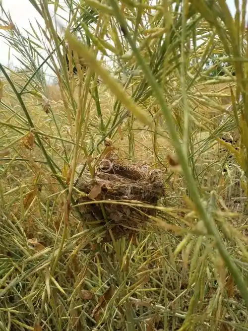 这是拐拐窝还是麻雀窝