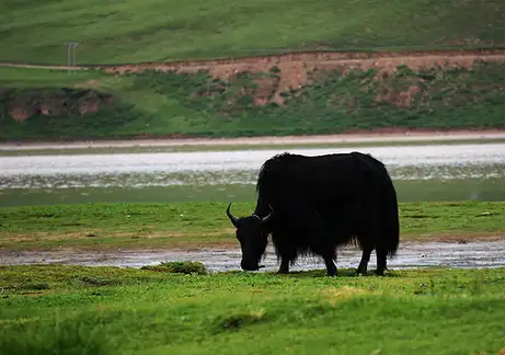牦牛_生活_青藏高原