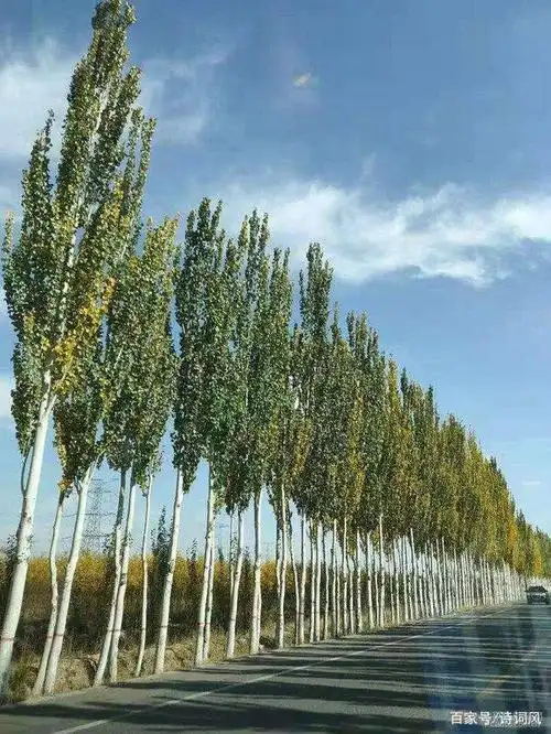 如梦令-咏赞白杨树