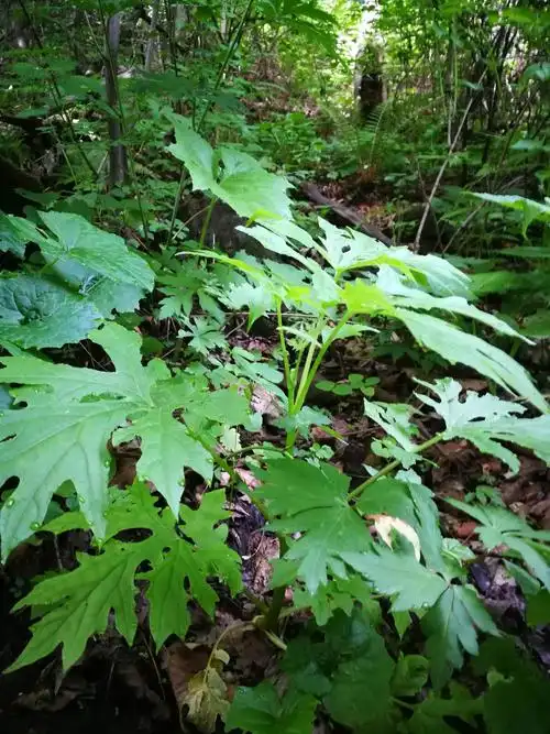 6.7.我在辽宁辽阳大黑山见到的植物