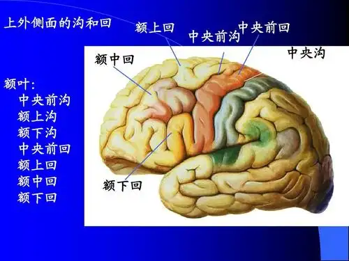 所有分类 高等教育 医学 大脑皮质功能分区精品课件ppt 上外侧面的沟