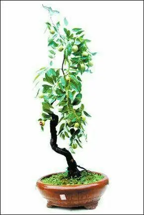 盆景欣赏(45)枣树盆景