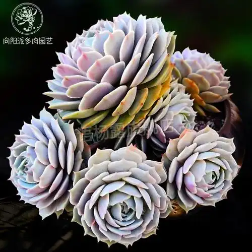 露娜莲多肉 露娜莲精品热门仙气多肉植物一物一拍绿植花卉盆栽向阳派