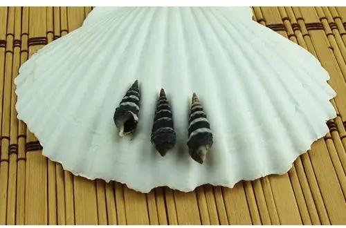 天然小海螺贝壳 黑色小锥螺家居地台装饰创意diy材料批发