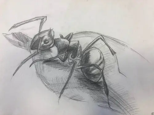 阳光之星教育2020暑期素描提高c班周凡可