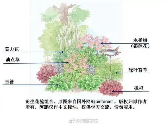 5组荫生花境手绘方案以及植物示例,一并奉.