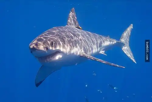 19个让你看完马上惊觉自己原来对鲨鱼所知甚少的骇人事实!