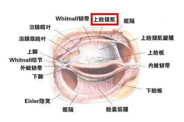 眼睑下垂(ptosis)由提上睑肌或müller肌的功能减弱或消失引起.