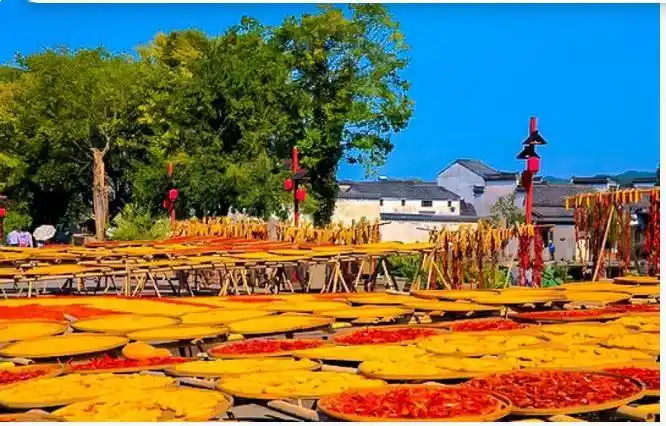 2日|徽州秋色|皖秋の呈坎秋韵-塔川晒秋-画里宏村-屯溪老街|秋摄醉美