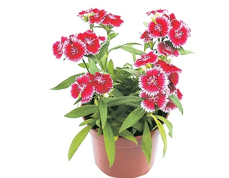 盆栽五彩石竹如何种植?种子放几粒