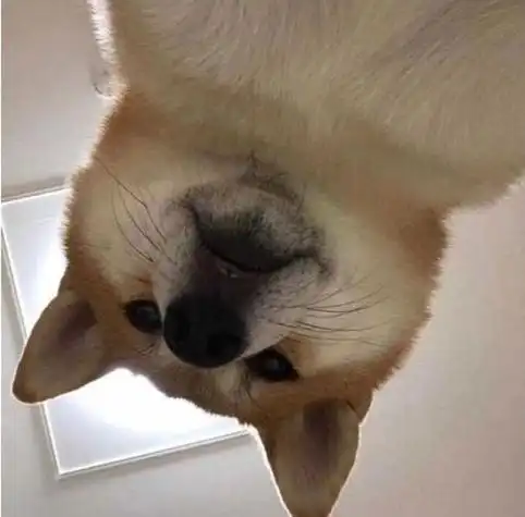 沙雕搞笑狗头像女生