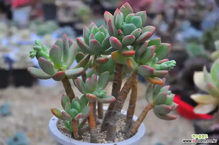 > 青星美人桩(x127) (pachyphytum doctor cornelius)