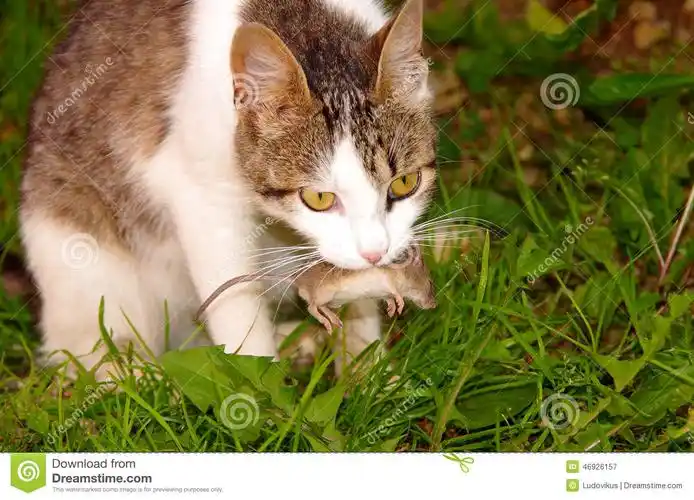 cat with mouse in mouth