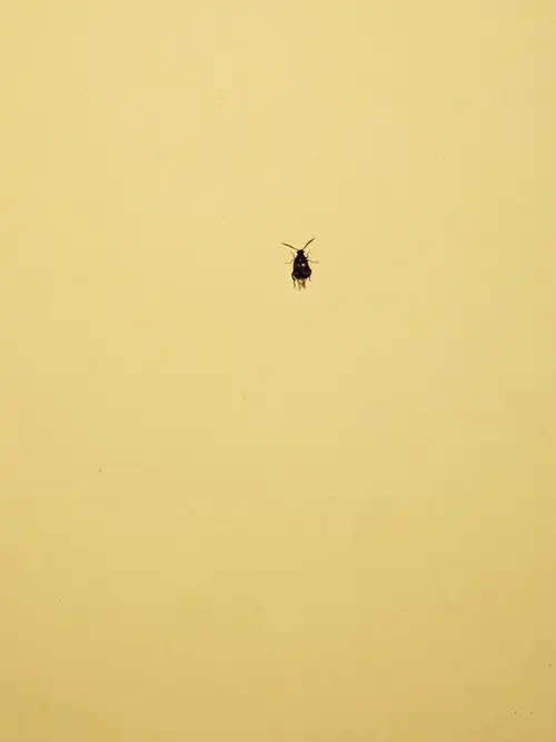 家里最近很多的小飞虫,有图..求问是怎么来的_百度知道