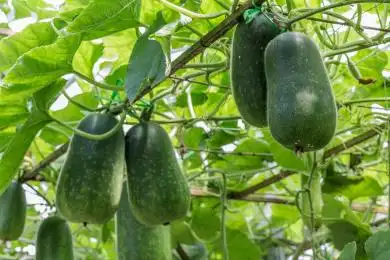 棚架下生长中的冬瓜