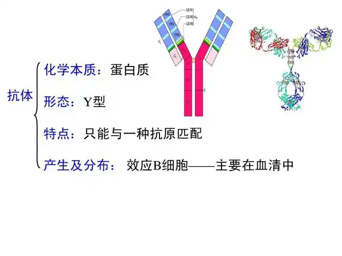 化学本质:蛋白质 抗体 形态:y型 特点:只能与一种抗原匹配 产生及分布