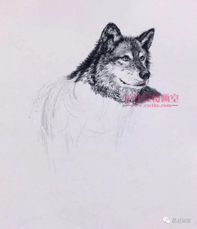 长沙层楼画室教你画动物素描速写雪地狼狗超赞