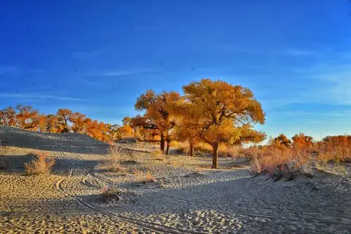 三千年的传奇—额济纳胡杨林