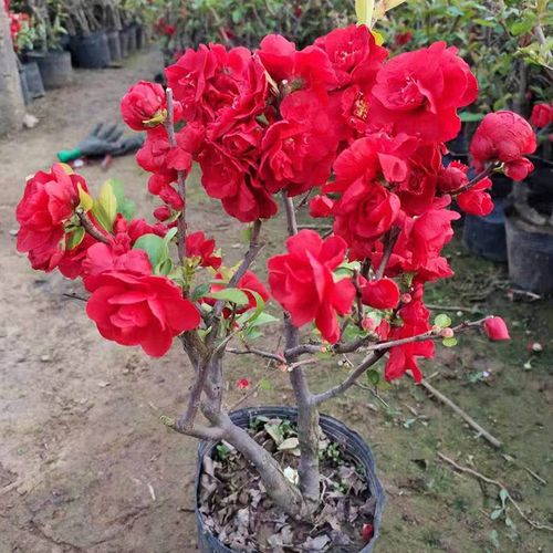 红玉 海棠花盆栽四季易活好养花卉植物室内花庭院树苗盆景