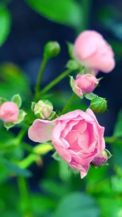 手机屏保清新,手机屏保唯美-图片大观-奇异网