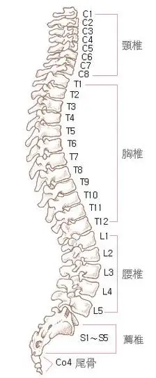 每天滚滚背(瑜伽叫叩首式),矫正脊柱又防累!