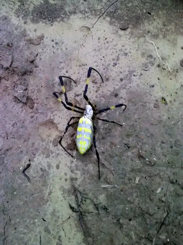 今年夏天在河北农村老家发现的,原来没见过这样的蜘蛛,一下子家院子里