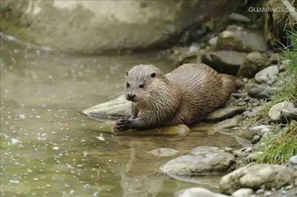 p>水獭(学名: i>lutra lutra /i>)为鼬科,水獭属动物.