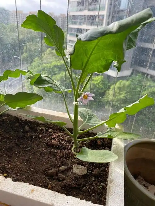 第一次中茄子开花要授粉吗