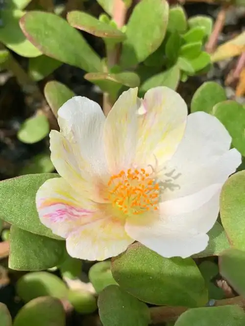 阔叶单瓣太阳花初夏的一阵风