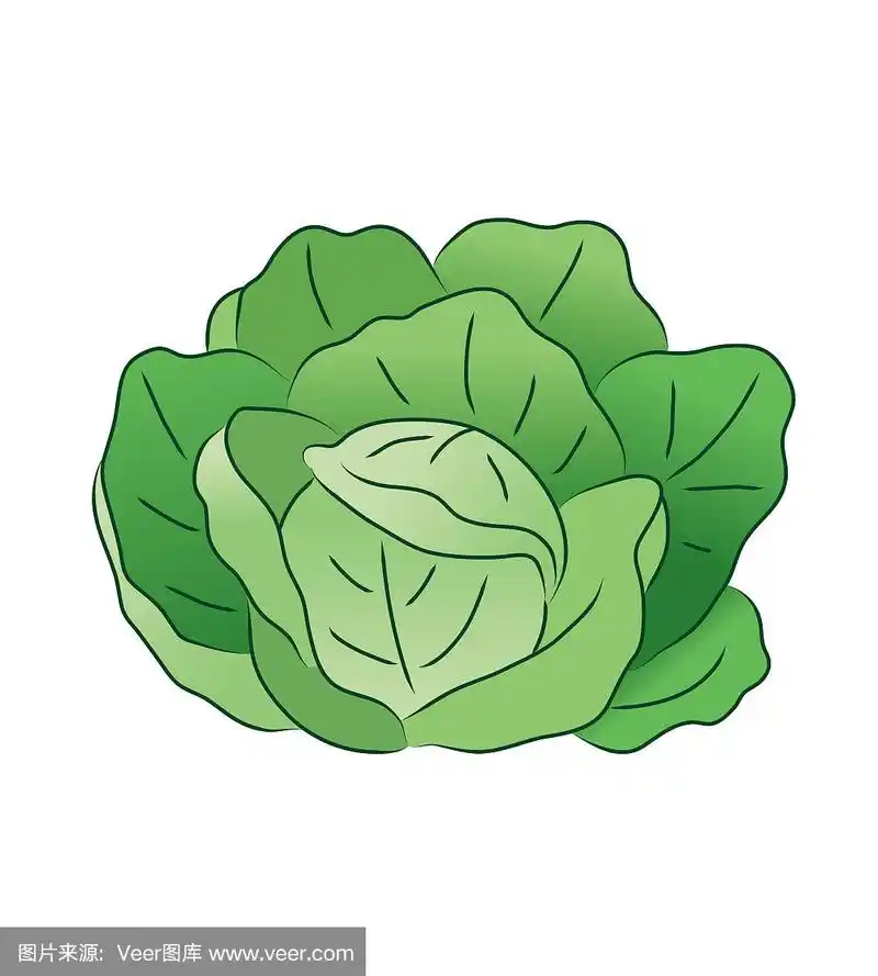 在白色背景上分离的新鲜绿色莴苣.