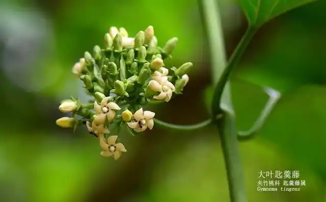 药用植物资源,如剑叶龙血树,美登木,益智,砂仁,胖大海,檀香,马钱子