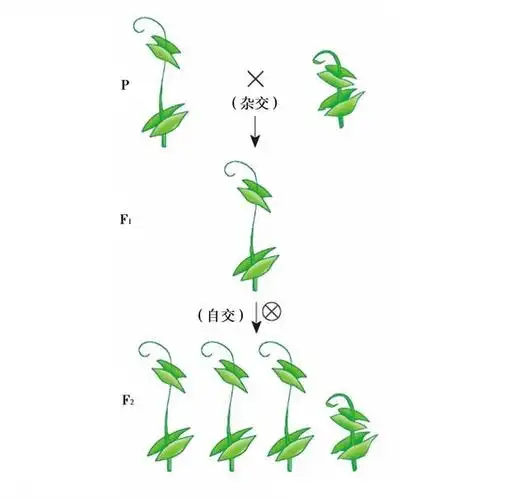 孟德尔的遗传定律的溯因推理