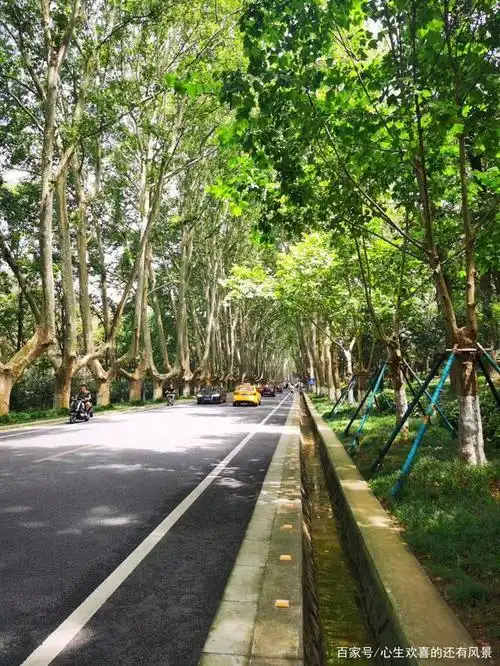 树是梧桐树,城是南京城,一句梧桐美,种满南京城.