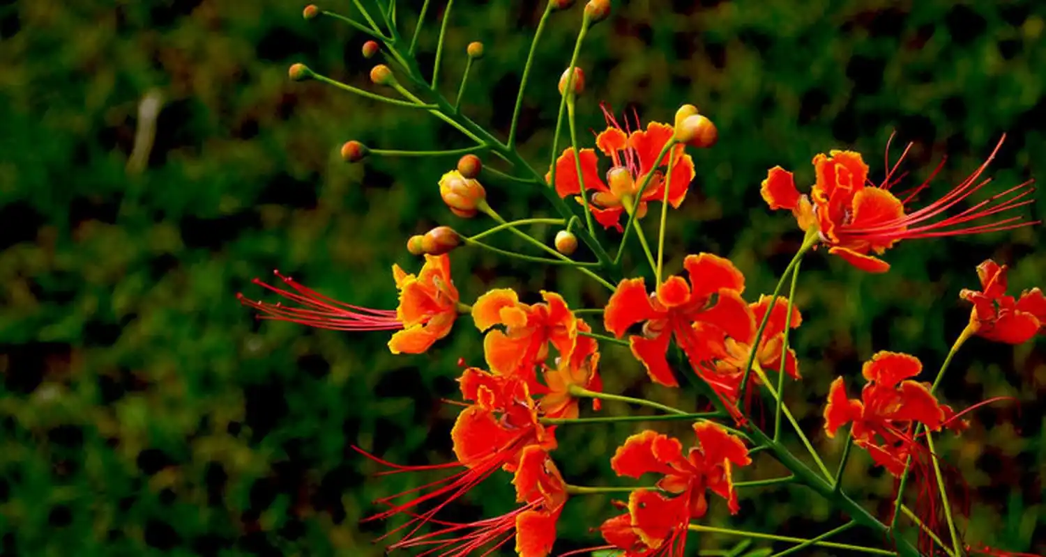 61566 爱情:在一些传说中,凤凰花是爱情的象征