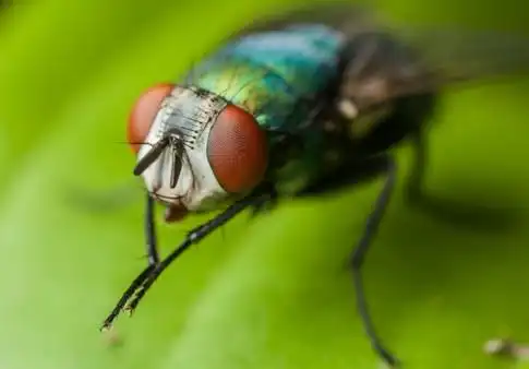 苍蝇为什么喜欢搓手?