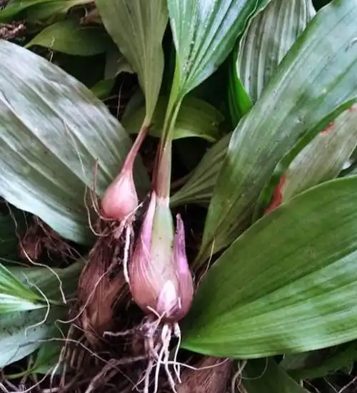 云南梅山药材分享冰球子的种植技巧