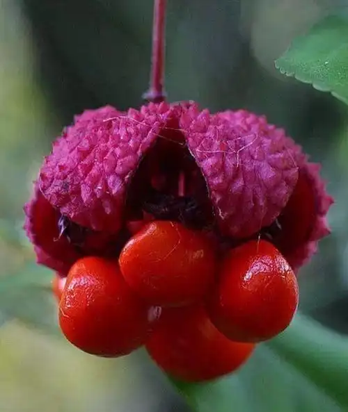 世界上的奇花异草 一辈子难得一见