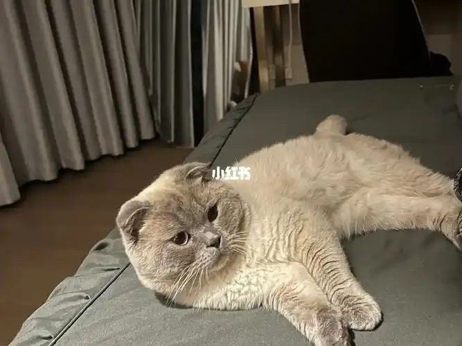 救助的折耳英短猫咪92