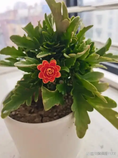 2024年暑假里,这颗金狐狸长寿花只开了一朵,寻思着这一年不会再开放了