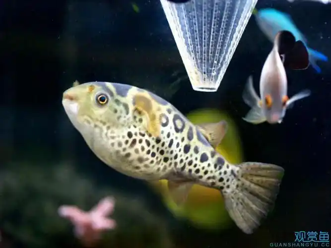 可爱的小狗头鱼